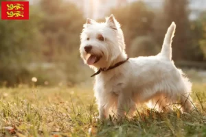 Lire la suite à propos de l’article Éleveurs de Westie et chiots en Normandie