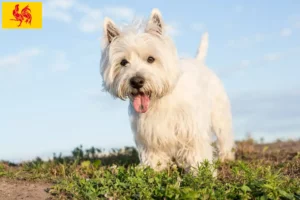 Lire la suite à propos de l’article Éleveurs de Westie et chiots en Région wallonne