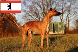 Lire la suite à propos de l’article Éleveurs de whippets et chiots à Berlin