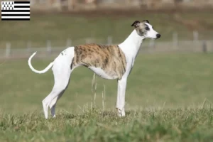 Lire la suite à propos de l’article Éleveurs de whippets et chiots en Bretagne