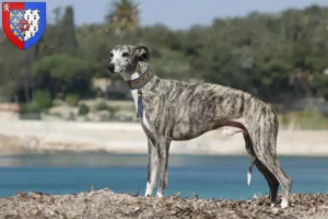 Lire la suite à propos de l’article Éleveurs de whippets et chiots en Pays de la Loire