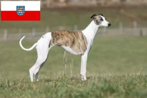 Lire la suite à propos de l’article Éleveurs de whippets et chiots en Thuringe