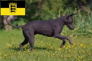 Lire la suite à propos de l’article Xolo éleveurs et chiots en Baden-Württemberg