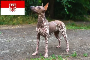 Lire la suite à propos de l’article Xolo éleveurs et chiots dans le Brandebourg