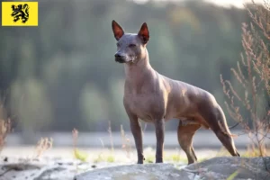 Lire la suite à propos de l’article Éleveurs de Xolo et chiots en Flandre