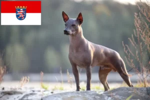 Lire la suite à propos de l’article Xolo éleveurs et chiots en Hesse