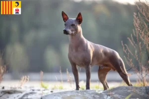 Lire la suite à propos de l’article Xolo éleveurs et chiots en Provence-Alpes-Côte d’Azur