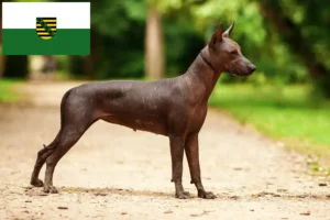 Lire la suite à propos de l’article Xolo éleveurs et chiots en Saxe