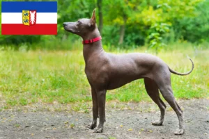 Lire la suite à propos de l’article Xolo éleveurs et chiots en Schleswig-Holstein