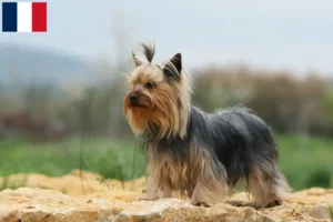 Lire la suite à propos de l’article Éleveurs de Yorkshire Terriers et chiots en Guadeloupe