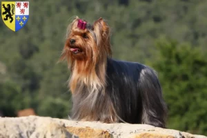 Lire la suite à propos de l’article Éleveurs de Yorkshire Terriers et chiots en Hauts-de-France