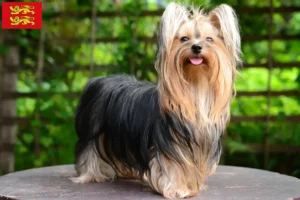 Lire la suite à propos de l’article Éleveurs de Yorkshire Terriers et chiots en Normandie