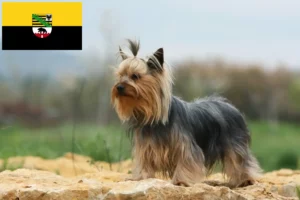 Lire la suite à propos de l’article Éleveurs de Yorkshire Terriers et chiots en Saxe-Anhalt
