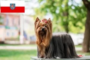 Lire la suite à propos de l’article Éleveurs de Yorkshire Terriers et chiots en Thuringe