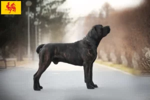 Lire la suite à propos de l’article Boerboel éleveurs et chiots en région wallonne