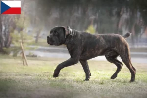 Lire la suite à propos de l’article Boerboel éleveurs et chiots en République tchèque