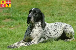 Lire la suite à propos de l’article Braque d’Auvergne Éleveurs et chiots en Auvergne-Rhône-Alpes