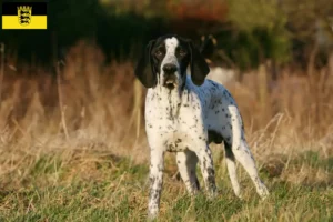 Lire la suite à propos de l’article Braque d’Auvergne Éleveurs et chiots en Baden-Württemberg