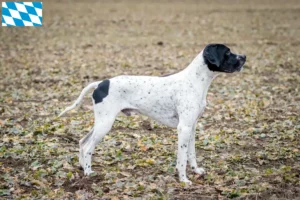 Lire la suite à propos de l’article Braque d’Auvergne Éleveurs et chiots en Bavière