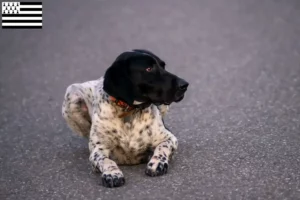 Lire la suite à propos de l’article Braque d’Auvergne éleveurs et chiots en Bretagne