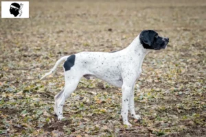 Lire la suite à propos de l’article Braque d’Auvergne éleveurs et chiots en Corse