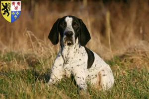 Lire la suite à propos de l’article Braque d’Auvergne Éleveurs et chiots en Hauts-de-France