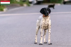 Lire la suite à propos de l’article Braque d’Auvergne Éleveurs et chiots en Hongrie