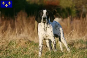 Lire la suite à propos de l’article Braque d’Auvergne Éleveurs et chiots en Île-de-France