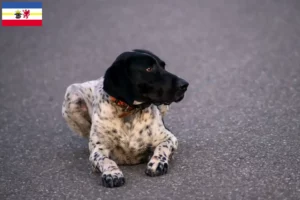 Lire la suite à propos de l’article Braque d’Auvergne Éleveurs et chiots dans le Mecklembourg-Poméranie occidentale