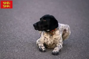 Lire la suite à propos de l’article Braque d’Auvergne éleveurs et chiots en Normandie