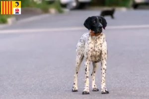 Lire la suite à propos de l’article Braque d’Auvergne éleveurs et chiots en Provence-Alpes-Côte d’Azur