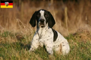 Lire la suite à propos de l’article Braque d’Auvergne éleveurs et chiots en Sarre