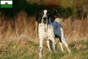 Lire la suite à propos de l’article Braque d’Auvergne éleveurs et chiots en Saxe