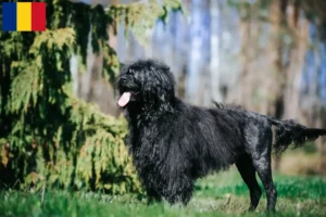 Lire la suite à propos de l’article Cão de Agua português éleveurs et chiots en Roumanie