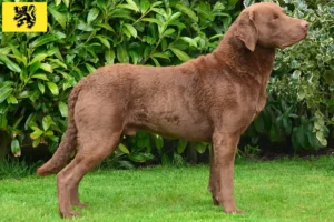 Lire la suite à propos de l’article Éleveurs de Retrievers de la Baie de Chesapeake et chiots en Flandre