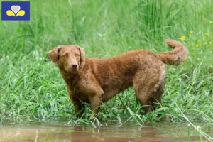 Lire la suite à propos de l’article Éleveurs de Retrievers de la Baie de Chesapeake et chiots en Région de Bruxelles-Capitale