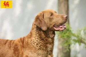 Lire la suite à propos de l’article Éleveurs de Retrievers de la Baie de Chesapeake et chiots en Région wallonne