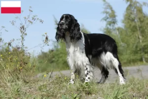 Lire la suite à propos de l’article Éleveurs d’English Springer Spaniel et chiots en Pologne