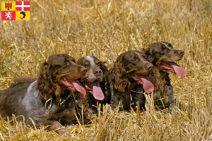 Lire la suite à propos de l’article Éleveurs d’Épagneul Picard et chiots en Auvergne-Rhône-Alpes