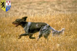 Lire la suite à propos de l’article Éleveurs d’Épagneul Picard et chiots en Hauts-de-France