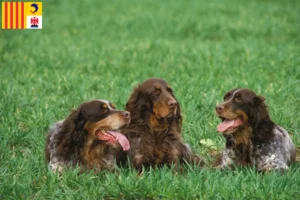 Lire la suite à propos de l’article Éleveurs d’Épagneul Picard et chiots en Provence-Alpes-Côte d’Azur