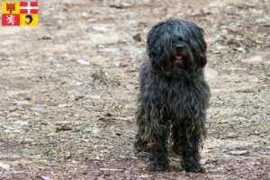 Lire la suite à propos de l’article Gos d’Atura Catalá éleveurs et chiots en Auvergne-Rhône-Alpes