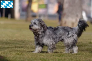 Lire la suite à propos de l’article Gos d’Atura Catalá éleveurs et chiots en Bavière