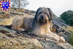 Lire la suite à propos de l’article Gos d’Atura Catalá éleveurs et chiots en Centre-Val de Loire