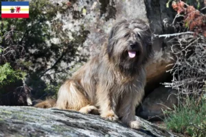 Lire la suite à propos de l’article Gos d’Atura Catalá éleveurs et chiots dans le Mecklembourg-Poméranie occidentale