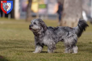 Lire la suite à propos de l’article Gos d’Atura Catalá éleveurs et chiots en Pays de la Loire