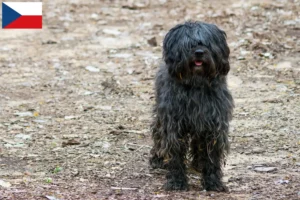 Lire la suite à propos de l’article Gos d’Atura Catalá éleveurs et chiots en République tchèque