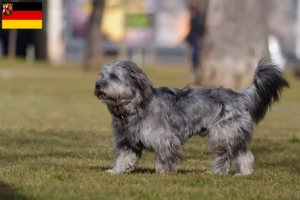 Lire la suite à propos de l’article Gos d’Atura Catalá éleveurs et chiots en Rhénanie-Palatinat