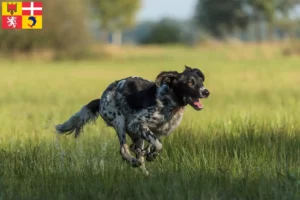 Lire la suite à propos de l’article Grand Münsterländer éleveur et chiots en Auvergne-Rhône-Alpes