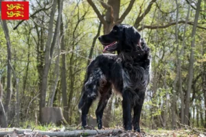 Lire la suite à propos de l’article Grand Münsterländer éleveur et chiots en Normandie